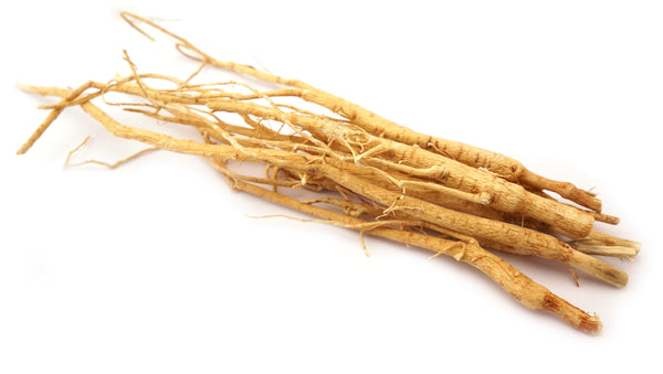 Astragalus Root