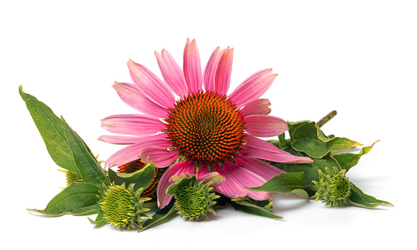 Echinacea