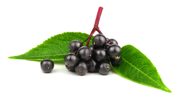 Elderberry