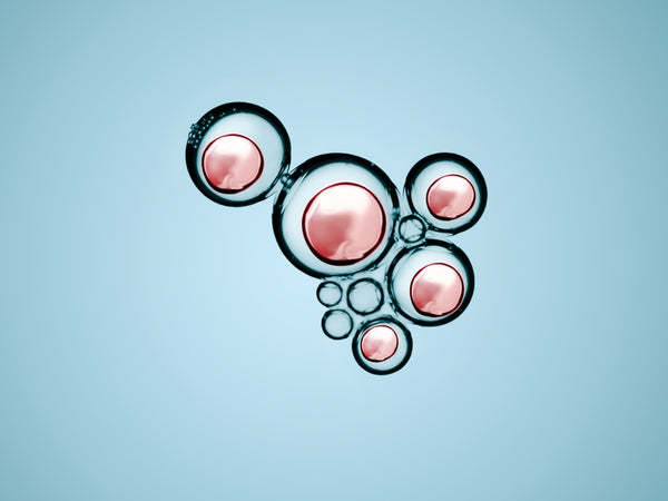 Senescence, Apoptosis, and Autophagy: The Symphony of Cells in Aging