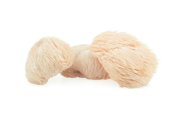 Lion's Mane Mushroom