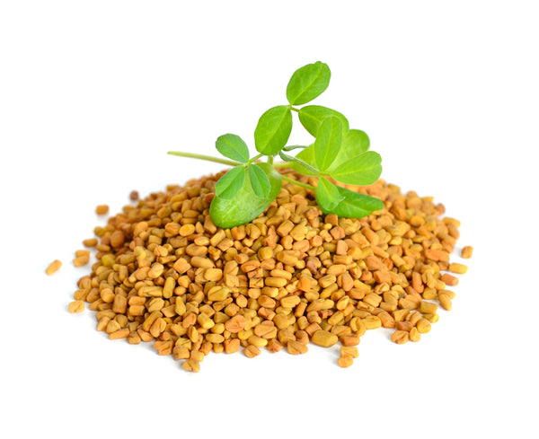 Fenugreek Seed